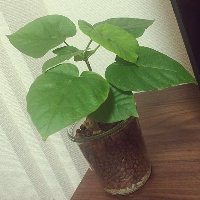 sharaさんの実例写真