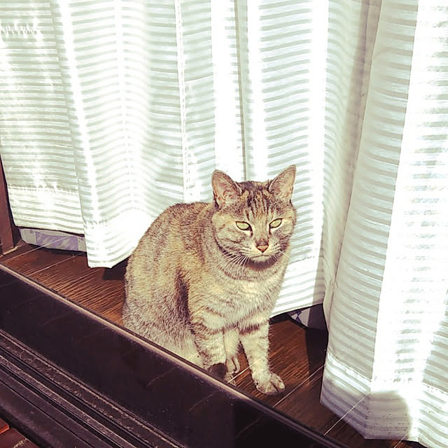 mihomihoさんの実例写真