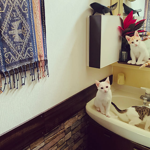 simayaさんの実例写真