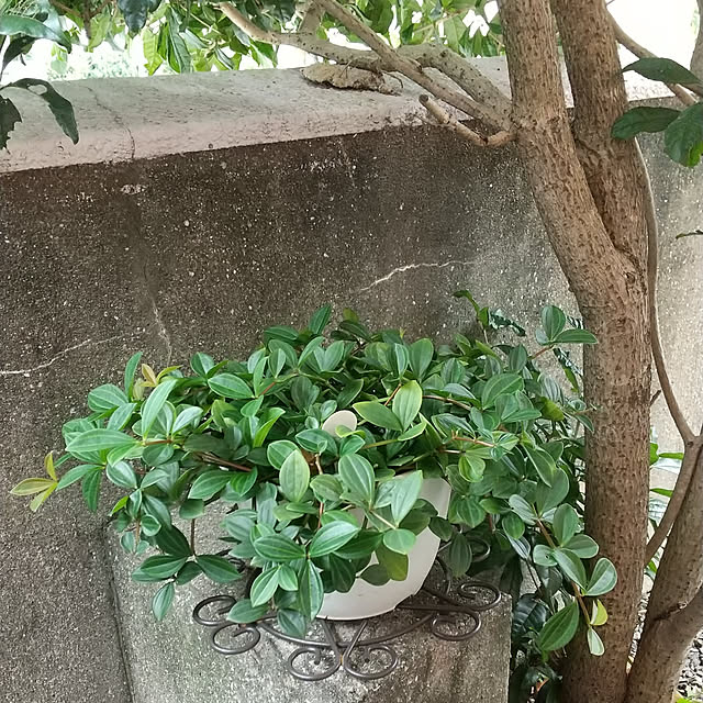 Renさんの実例写真