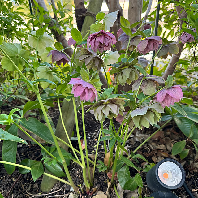 porinさんの実例写真