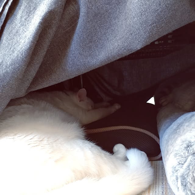 lelielさんの実例写真