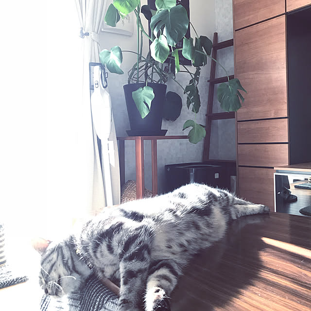 hiyupan88さんの実例写真