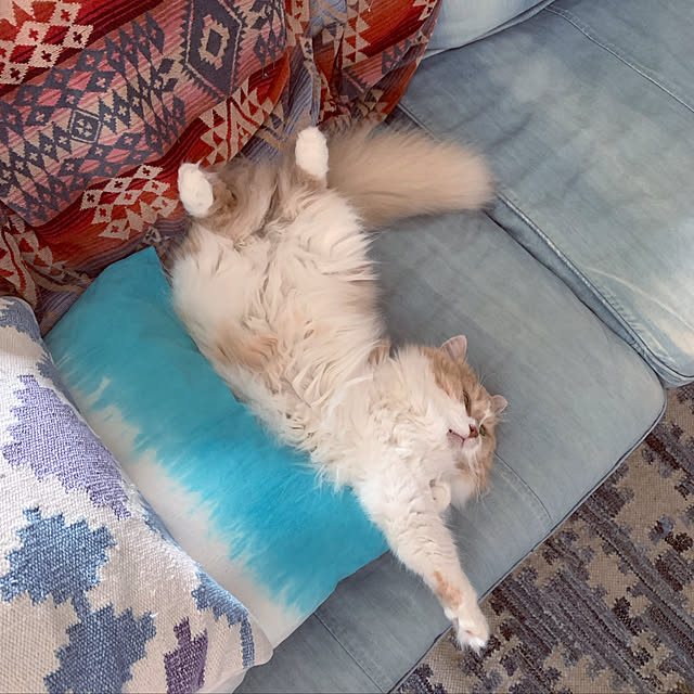 maruさんの実例写真