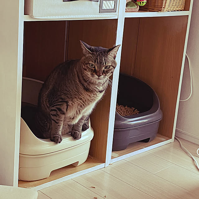 カラーボックス DIY/猫トイレカバーDIY/猫と暮らす/猫中心の部屋 カラーボックス DIY/猫トイレカバーDIY/猫と暮らす/猫中心の部屋