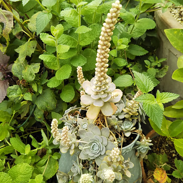 yukkoさんの実例写真
