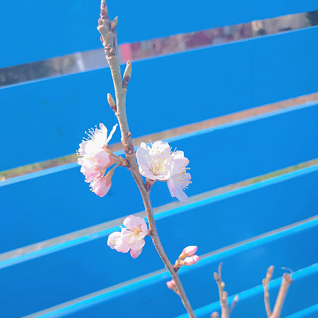 Miyumamaさんの実例写真