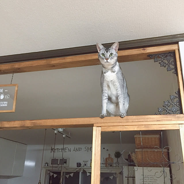 kotoriさんの実例写真
