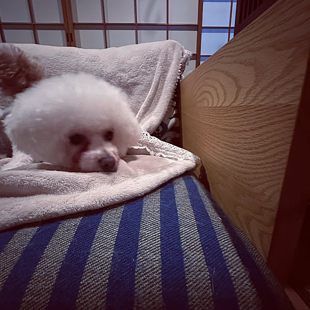 chacoさんの部屋