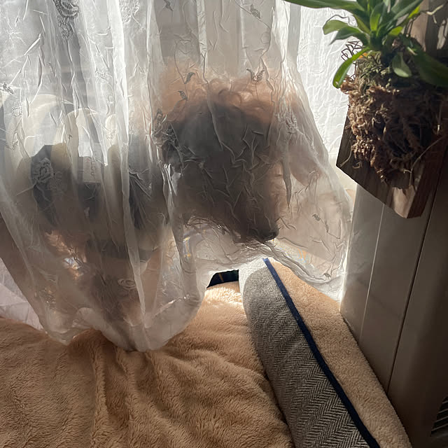 nattunさんの部屋