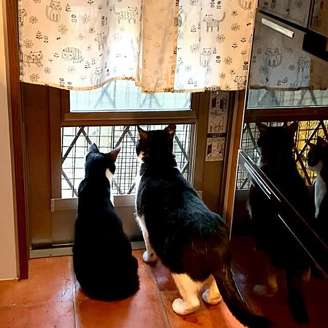 butachanさんの実例写真