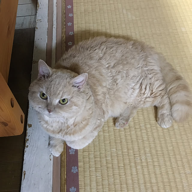 naokoさんの部屋