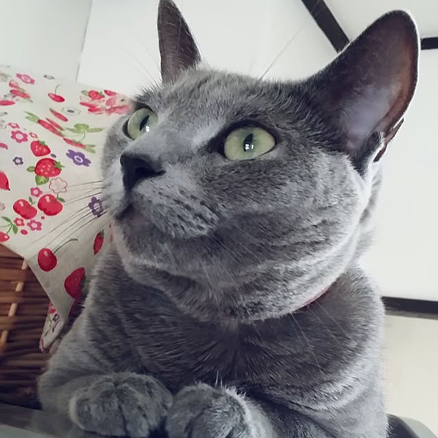 kazumi0311さんの実例写真