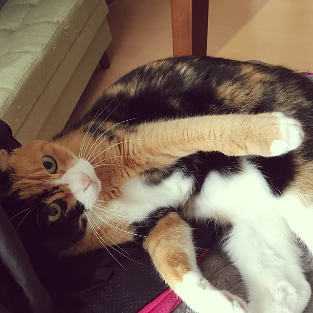 meguchiyoさんの実例写真