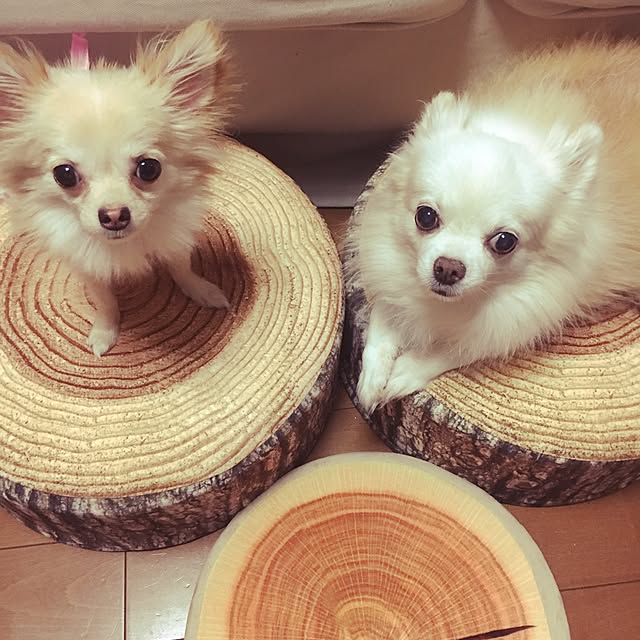 candy_Bonbonさんの実例写真