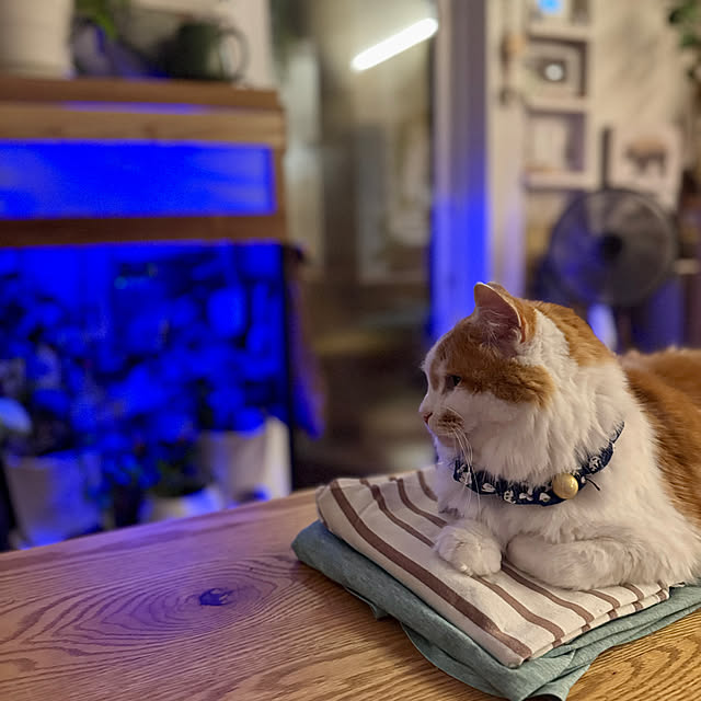 yutaさんの実例写真