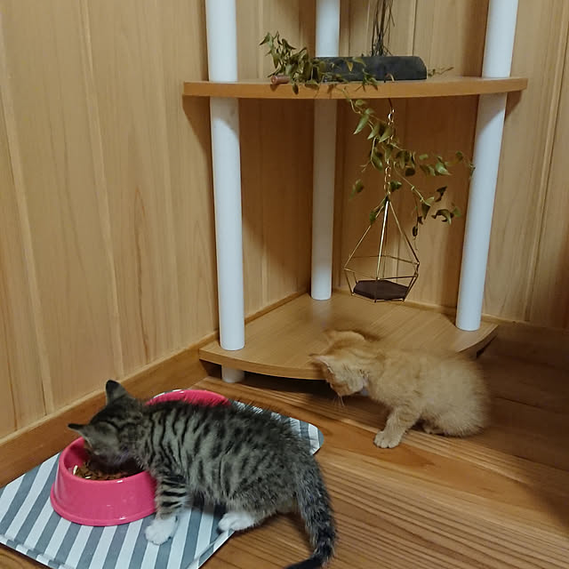 shimaさんの実例写真