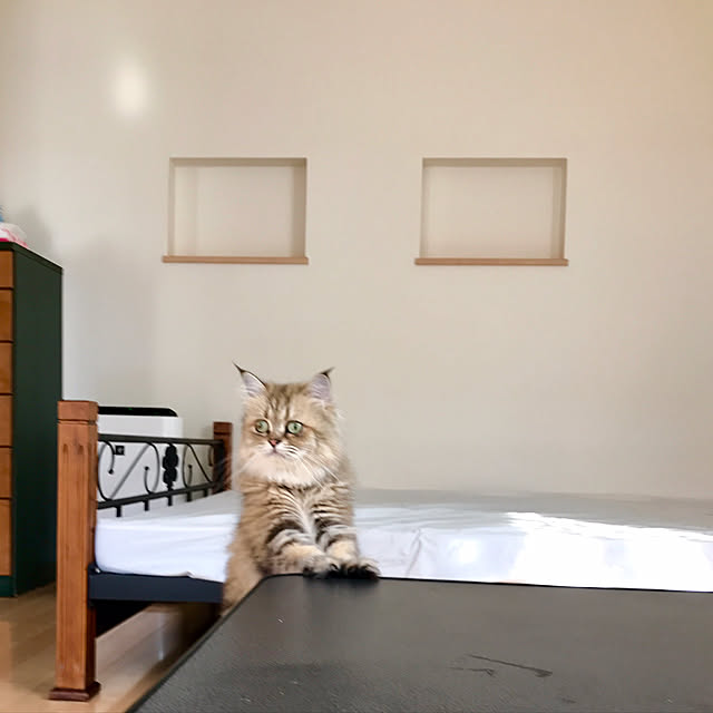 butachanさんの実例写真