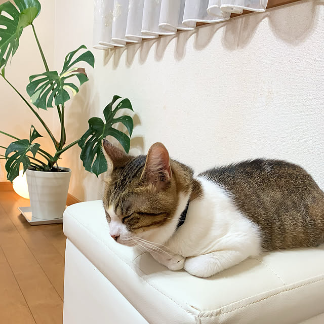 emiさんの実例写真