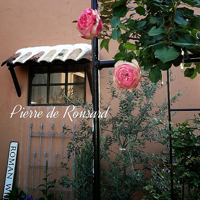 玄関/入り口/庭/薔薇が大好き╰(✿´⌣`✿)╯♡/薔薇のある暮らし 玄関/入り口/庭/薔薇が大好き╰(✿´⌣`✿)╯♡/薔薇のある暮らし