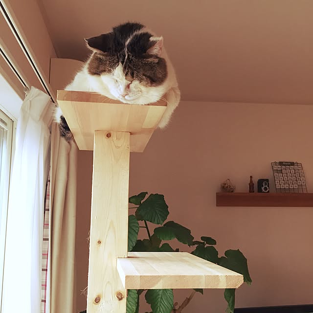 chiimalさんの実例写真