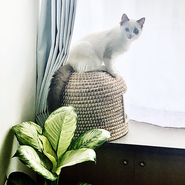 Micccaさんの実例写真