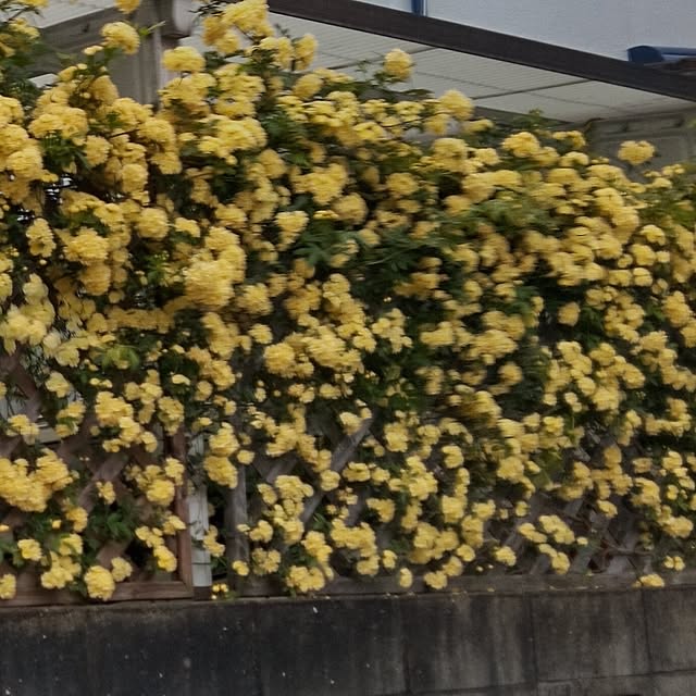 Yoshietanka3492さんの実例写真