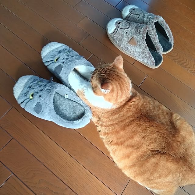 NOAHさんの部屋