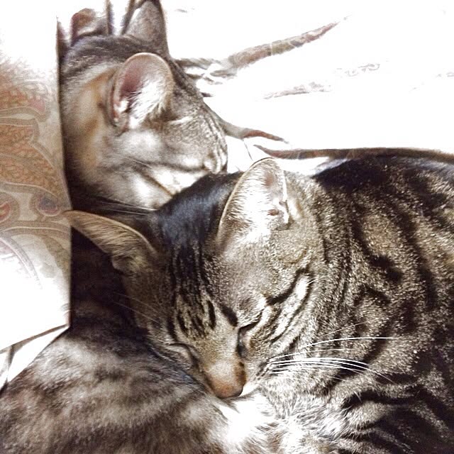 miju_kanaeさんの実例写真
