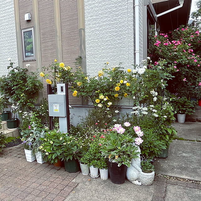 noinoi99さんの実例写真