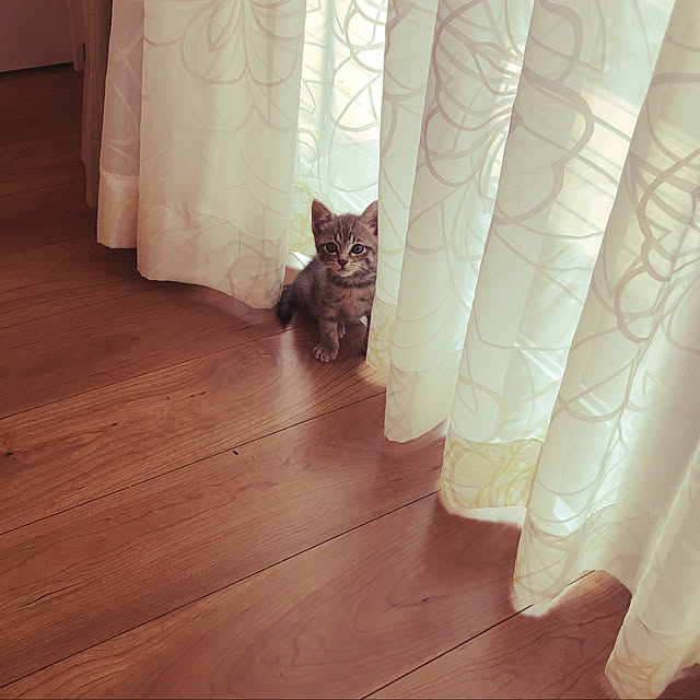 Pisaさんの実例写真