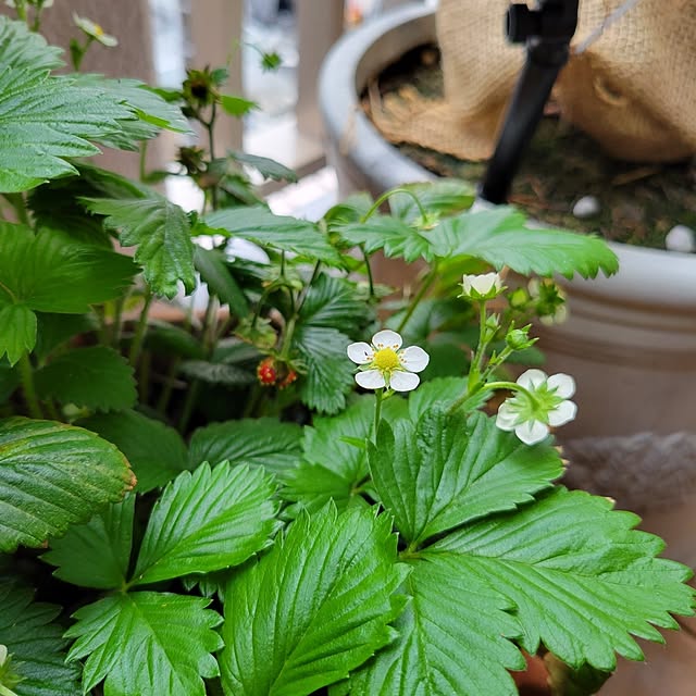 berryberryさんの部屋
