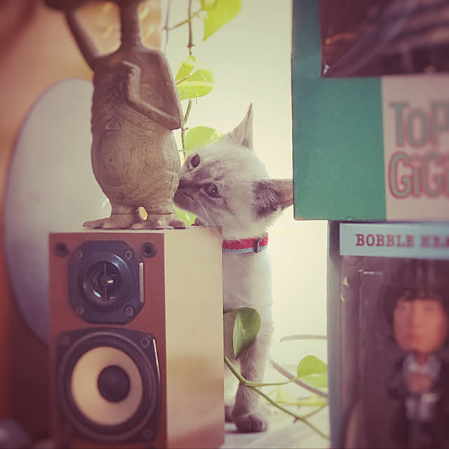 TOYTOYさんの実例写真