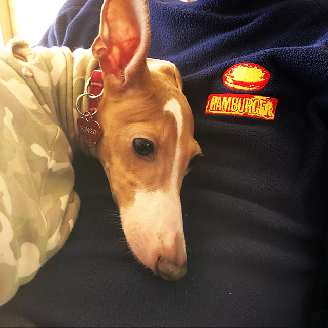 部屋全体/インテリアじゃないけど(^^;;/癒し♡/なかよしこよし♡/いきなりの運命の出逢いで飼ってしまったのインテリア実例 - 2018-02-18 14:23:20