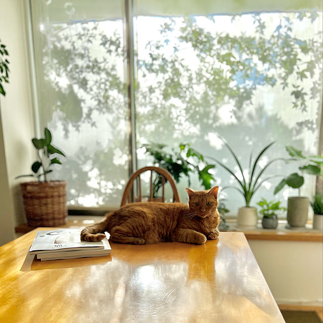 pooさんの実例写真