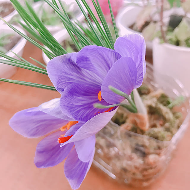 yukiさんの実例写真
