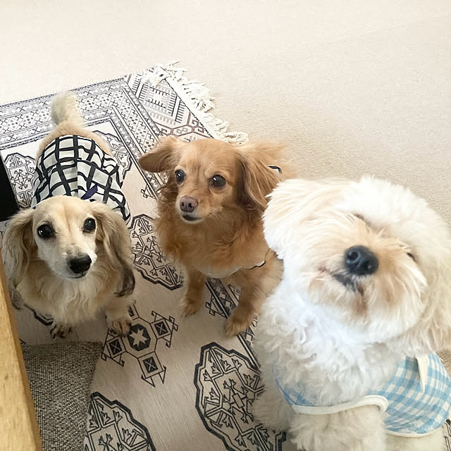 chachamamaさんの部屋