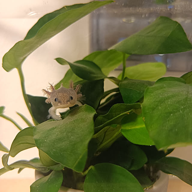 kestyukiさんの実例写真
