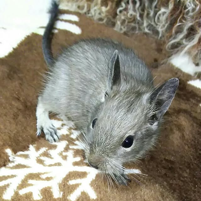 KOHAKUさんの実例写真