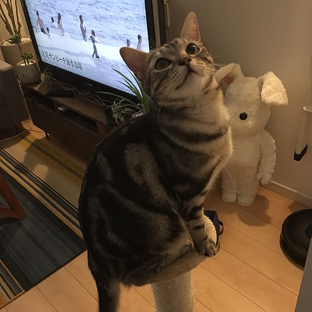 maripoさんの実例写真