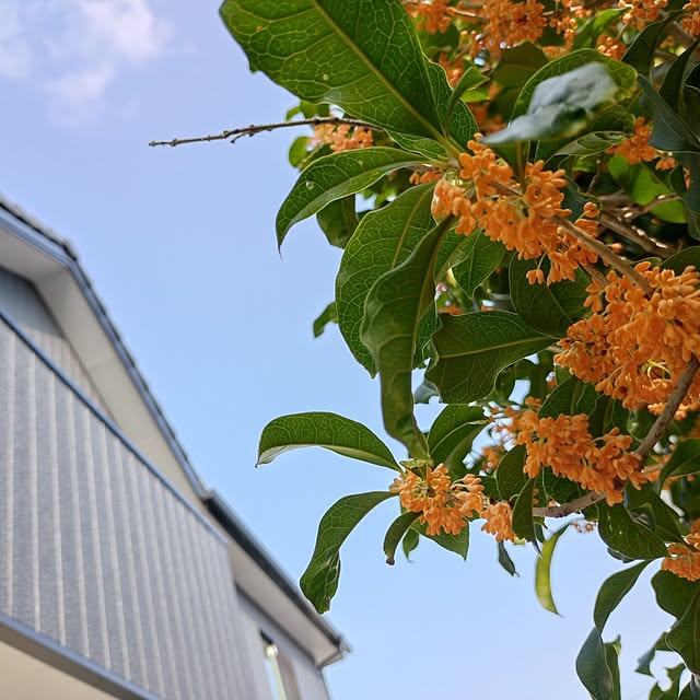 ruapyさんの実例写真