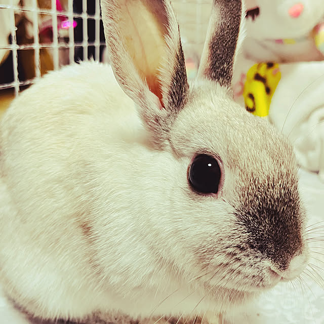 うさぎが好きで好きでたまらない❤️/うさぎと暮らす/部屋全体のインテリア実例 - 2022-06-25 14:10:58