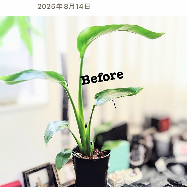 MOMOMAMAさんの実例写真