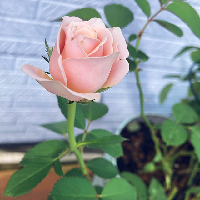 CoCo0617さんの実例写真