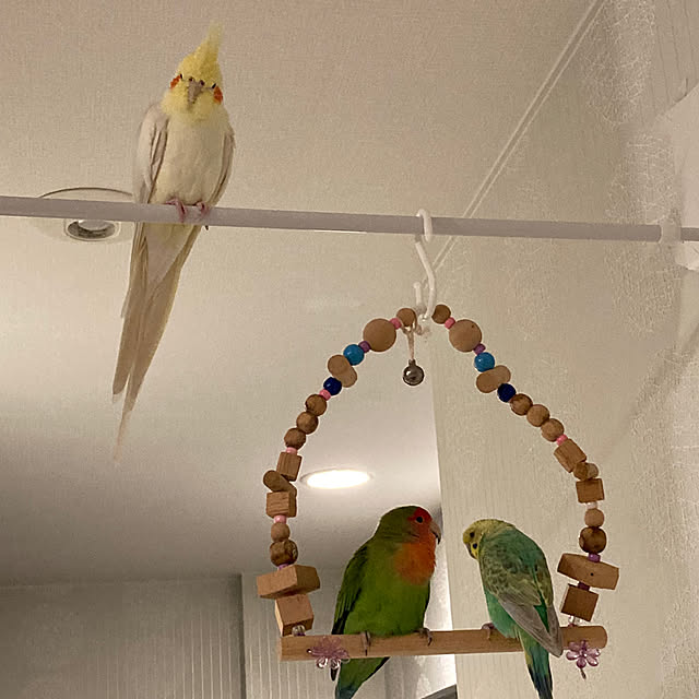toratanさんの部屋