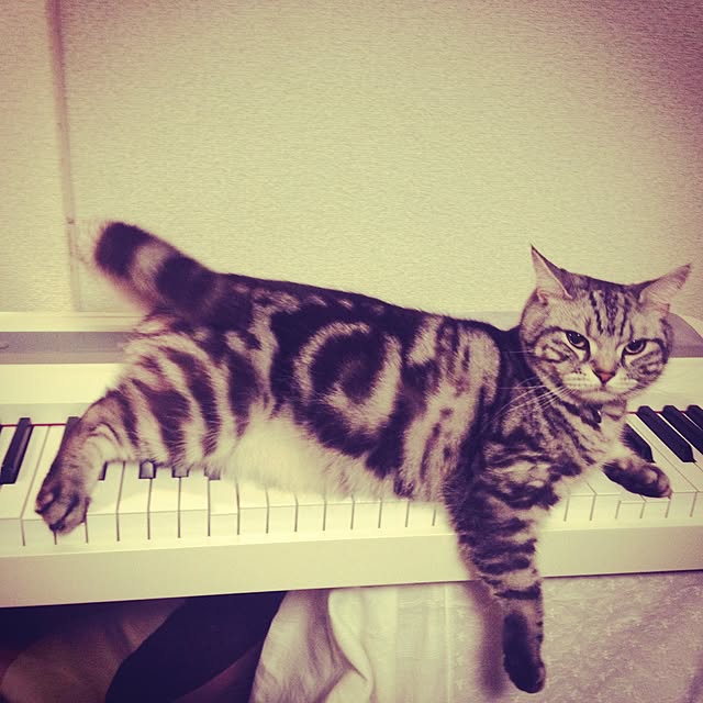 yukitaさんの実例写真