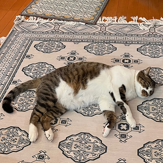 jijiさんの実例写真