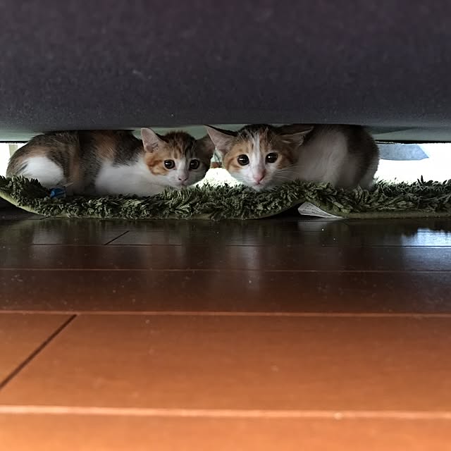 ysk773さんの実例写真