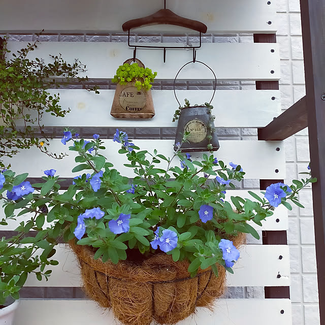 saichanさんの実例写真