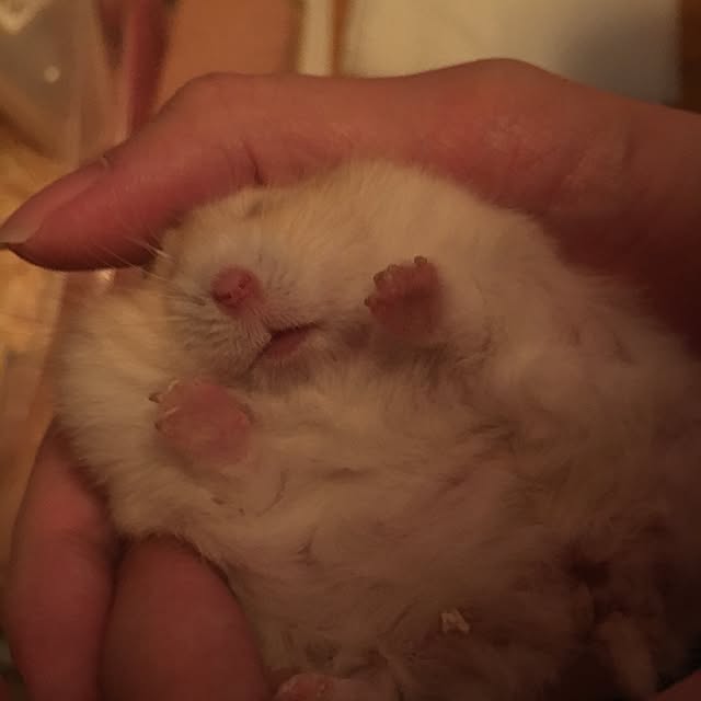 sayaka_504さんの実例写真